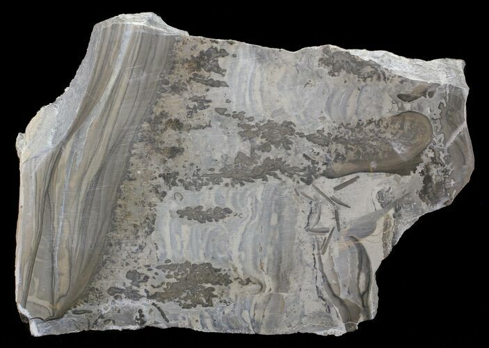 Triassic Aged Stromatolite Fossil - England #67417